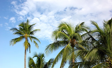 Fototapeta na wymiar coconut tree with blue sky background