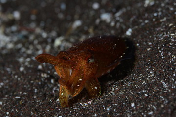 Japanese underwater photos