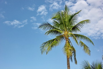 Plakat coconut tree with blue sky background