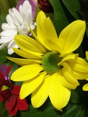 Bright flower