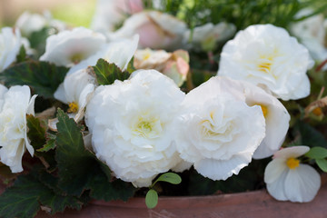 Flower white Begonia tuberhybrida