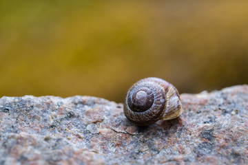snail