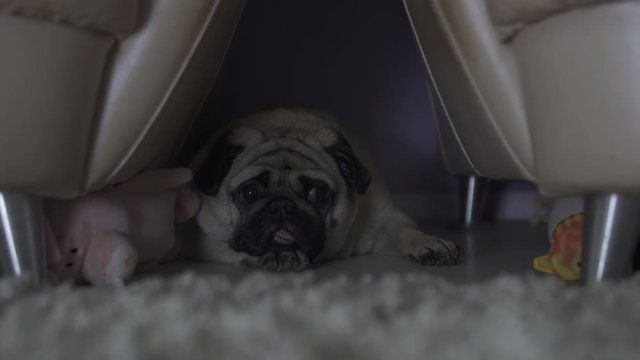 Sad depress pug dog hiding in a dark private place from all. Feeling guilty