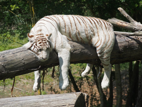 Tigre blanc