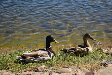 ducks in the wild near the pond