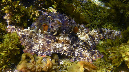 Fototapeta na wymiar Octopus, Tintenfisch