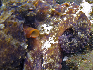 Octopus, Tintenfisch