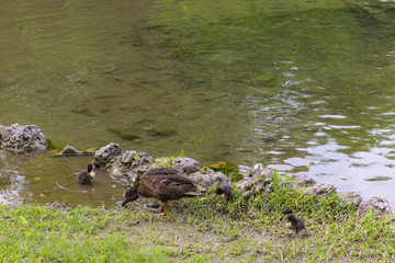 Duck family at the lake 
