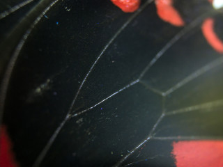 butterfly wings at higher magnification