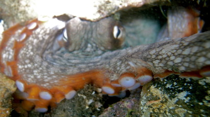 Octopus, Tintenfisch