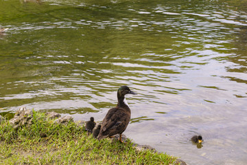 Duck family at the lake 