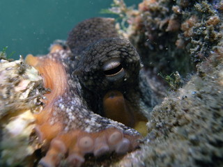 Octopus, Tintenfisch