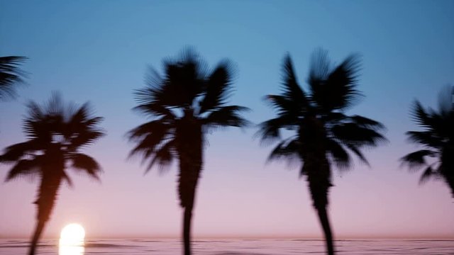 Movement of the camera near the avenue of palm trees Subset