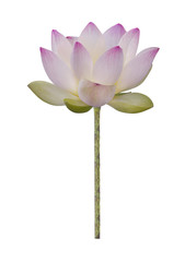 Closeup on lotus petal on white background