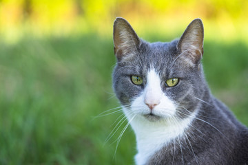 Portrait of a grey and white cat
