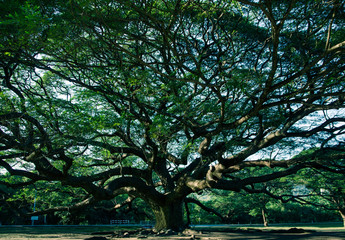 famous Rain tree with dark light at Kanchanaburi, Thailand