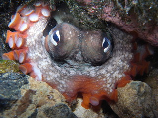 Eye Contact with Octopus tetricus, Gloomy Octopus or Common Sydney Octopus, hiding under a rock in...