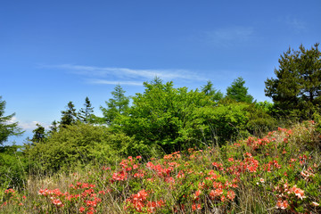 レンゲツツジが咲く高ボッチ高原