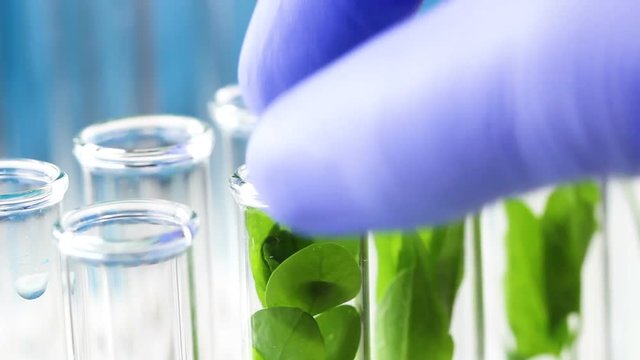 Sientist put test tube with plant inside. Close up.