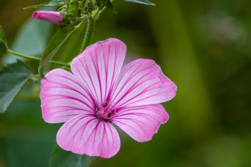 Fototapeta premium the star of the field