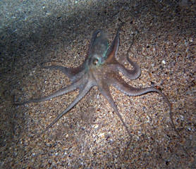 Hunting Common Octopus, Tintenfisch in action at night
