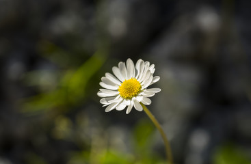One single daisy