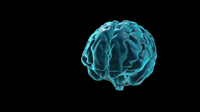 BRAIN-Cerebellum
Human Brain Atlas