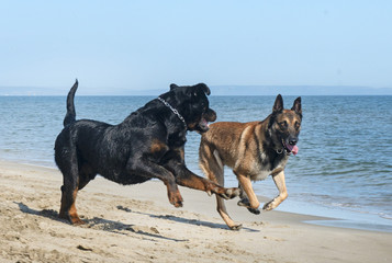 dogs playing on the beach