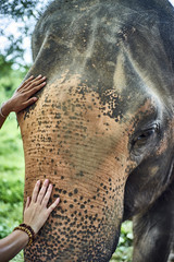 Human hands touching young asian elephant trunk