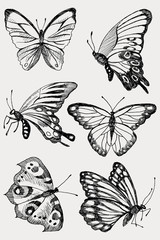 Collection of Hand Drawn black silhouette butterflies. Vector illustration in vintage style. - 208775367