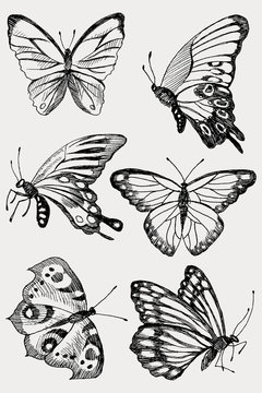 Collection of Hand Drawn black silhouette butterflies. Vector illustration in vintage style.