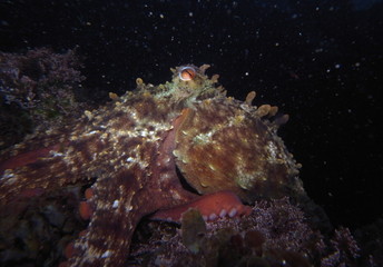 Octopus, Tintenfisch