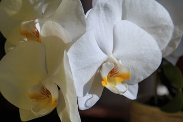 White orchid in the sun