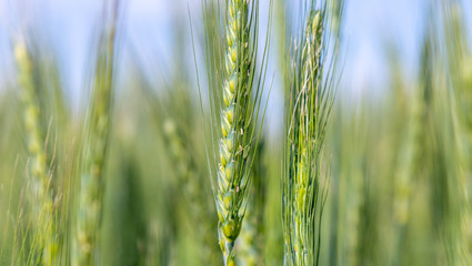 Ears of green wheat close-up, like a background