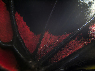 butterfly wings at higher magnification
