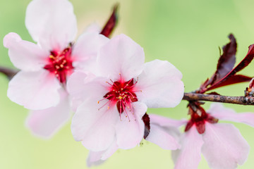 Pink Tree Flowers Blossom Close Up In Spring