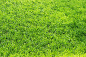 Green grass planted especially on the slope and in the roadside of a wide highway.