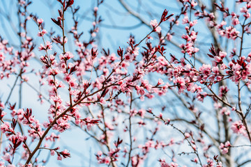 Pink Tree Flowers Blossom Close Up In Spring