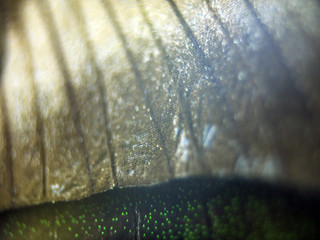 butterfly wings at higher magnification