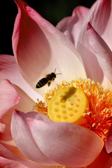 Bee on Lotus
