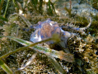 Blue Ringed Octopus, Blaugeringelte Kraken, Hapalochlaena