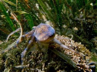 Poisonous Blue Ringed Octopus, Blaugeringelte Kraken, Hapalochlaena at Parsley Bay, Sydney, Australia