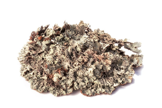 Tree moss blue branched lichen isolated on white background