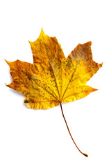 One autumn yellow-red maple leaf in the middle of white background.