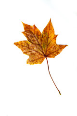 Dry autumn rufous maple leaf in the middle of white background.