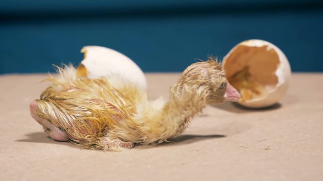 Newly-hatched duckling is trying to move away from the eggshell