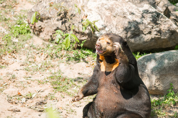 Sun bear in the zoo