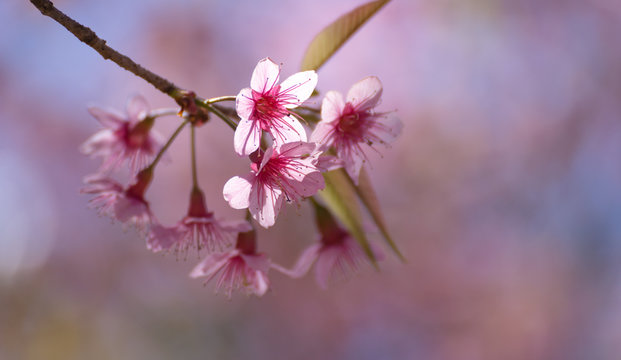Sweety flower