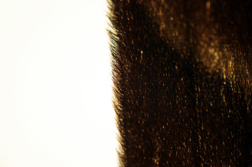 butterfly wings at higher magnification