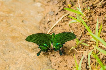 Green abd blue on soil.